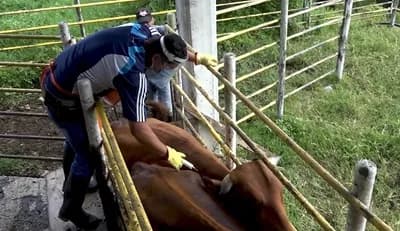 Fedegán reporta 2,87 millones de bovinos y bufalinos inmunizados contra la fiebre aftosa en el arranque del ciclo I de vacunación 2026