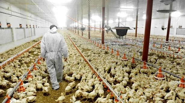 Los Emiratos Árabes se unieron a la lista de países que no importarán aves vivas desde Montenegro, Brasil por brotes de gripe aviar en una granja comercial