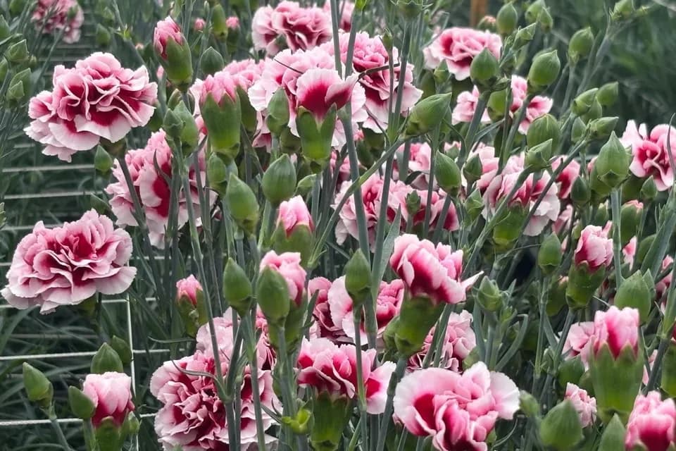 Empresas hibridadoras de clavel concentran la producción de Dianthus en Colombia