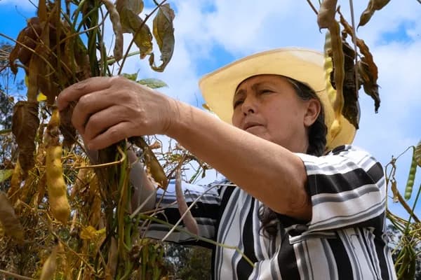 Exportaciones colombianas de cereales, leguminosas y soya aumentaron 26 % en el primer semestre de 2025, según reporte de Fenalce