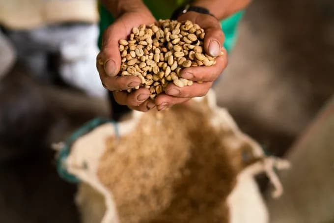 Precio del café suave colombiano en Nueva York se mantuvo en US$2,24 y la carga en Colombia descendió desde $1.857.000 a $1.820.000