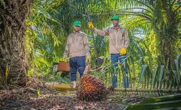 Aceite de palma alcanzaría los precios más altos en tres años durante primer trimestre de 2026