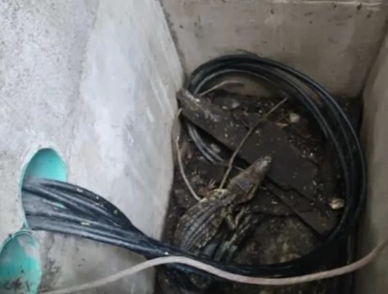 Enel Colombia habilitó líneas para reportar fauna silvestre en riesgo por contacto con redes eléctricas